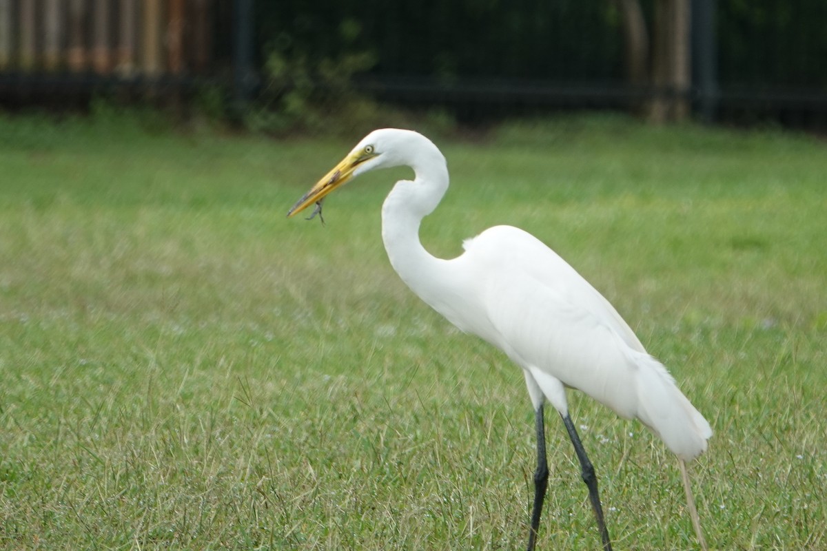 Great Egret - Ute Welk