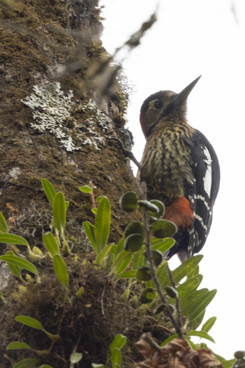 Darjeeling Woodpecker - ML618569218