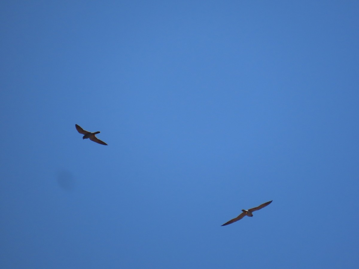 Sooty Falcon - ML618569225