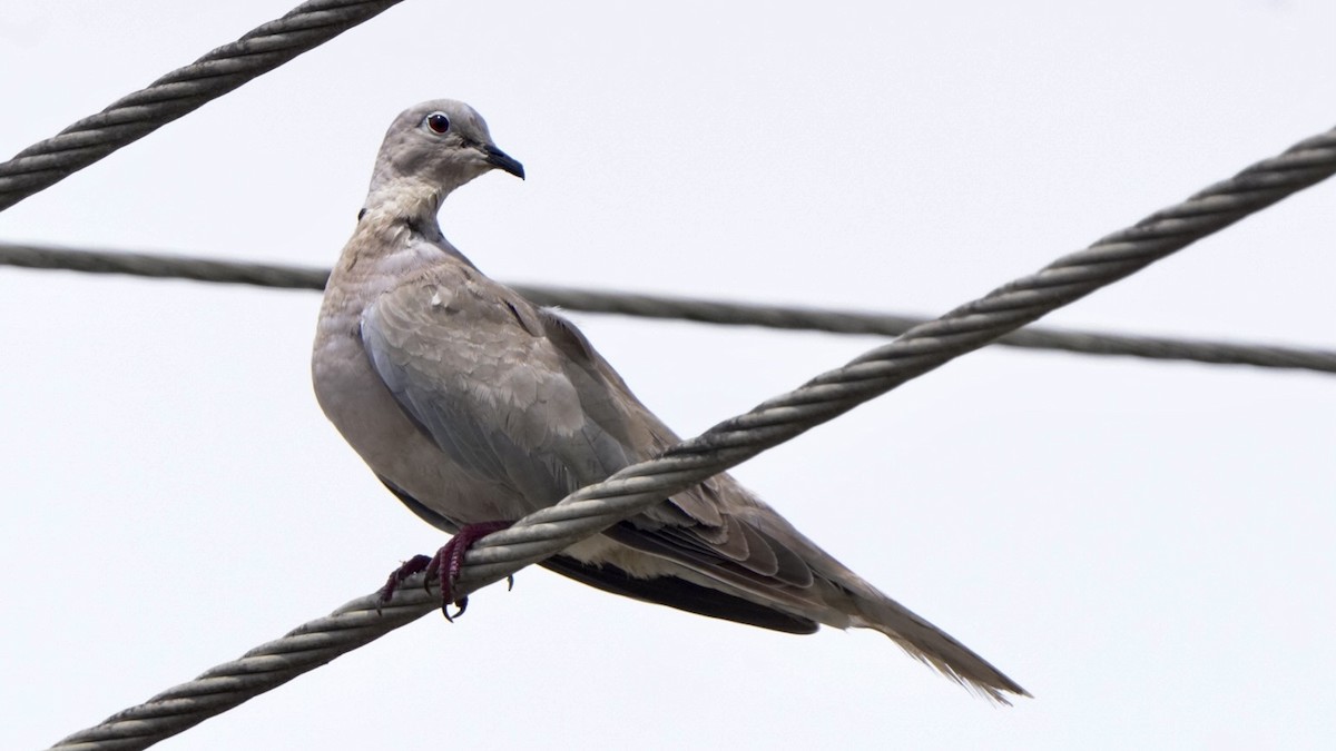 Eurasian Collared-Dove - ML618569228