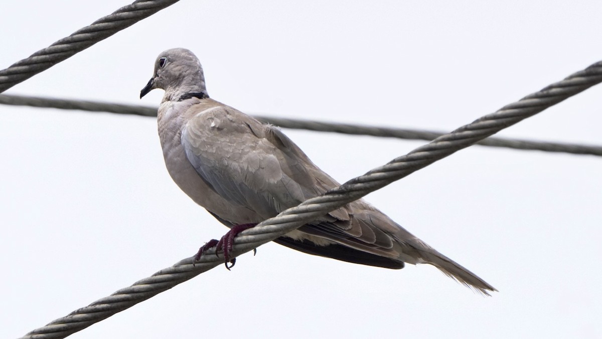 Eurasian Collared-Dove - ML618569229