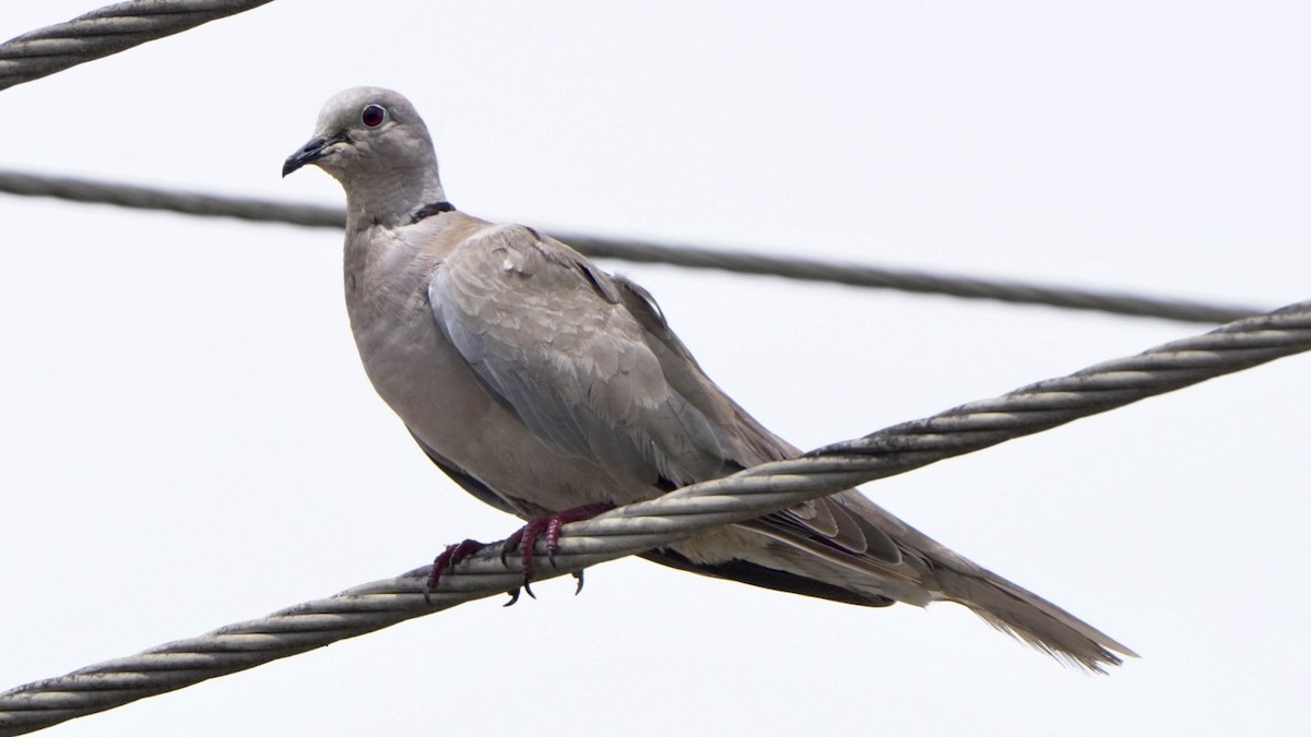 Eurasian Collared-Dove - ML618569230