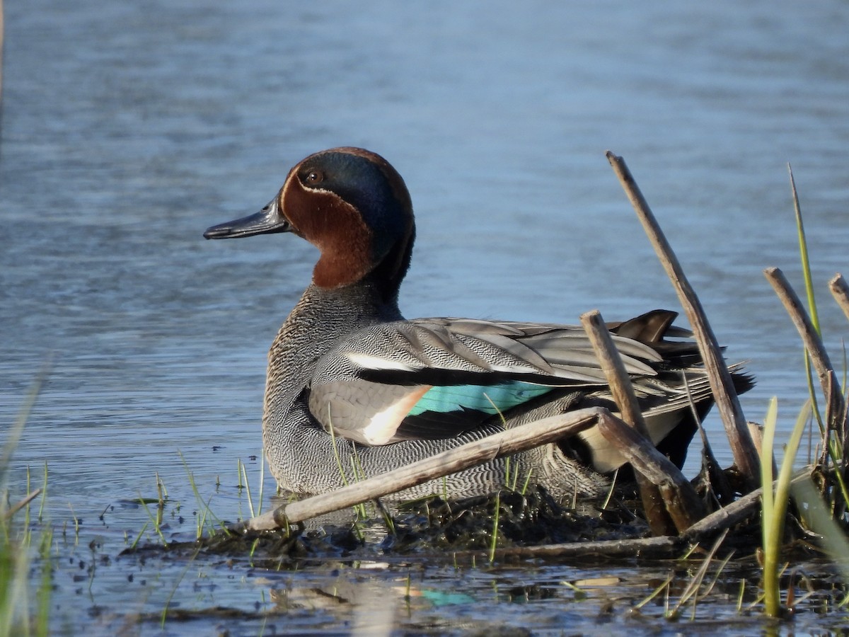 Green-winged Teal (Eurasian) - ML618569259