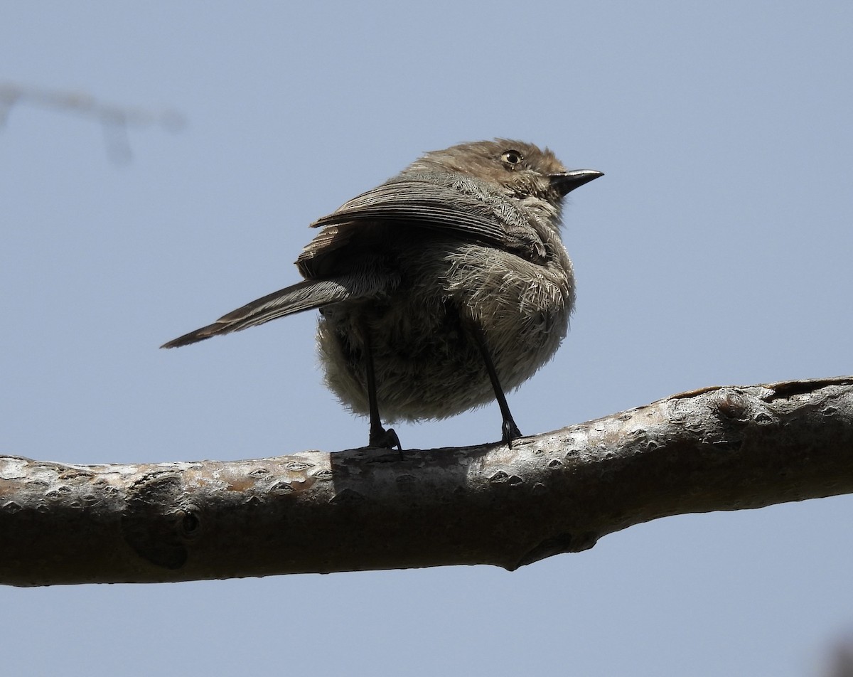 Bushtit - ML618569271