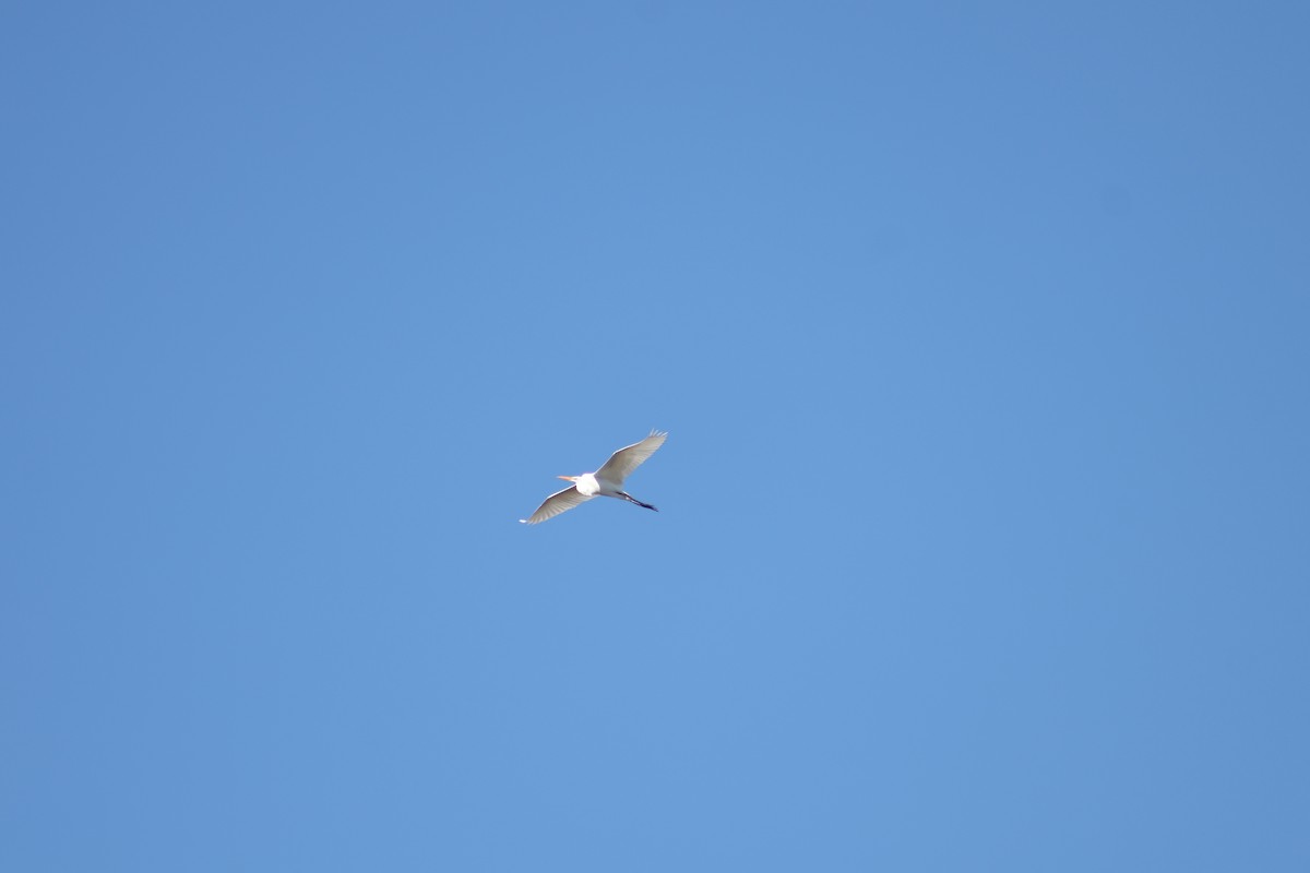 Great Egret - Troy Herrel