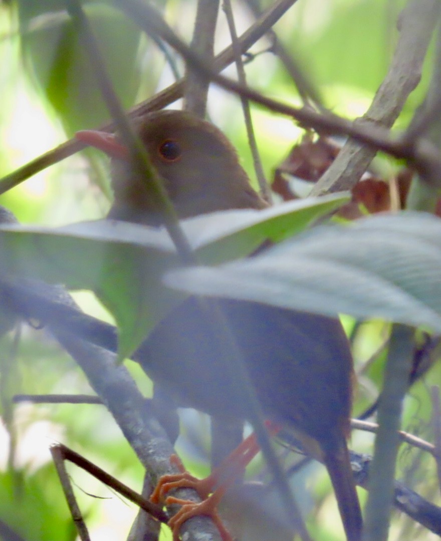 Orange-billed Nightingale-Thrush - Carlos Sanguinetti