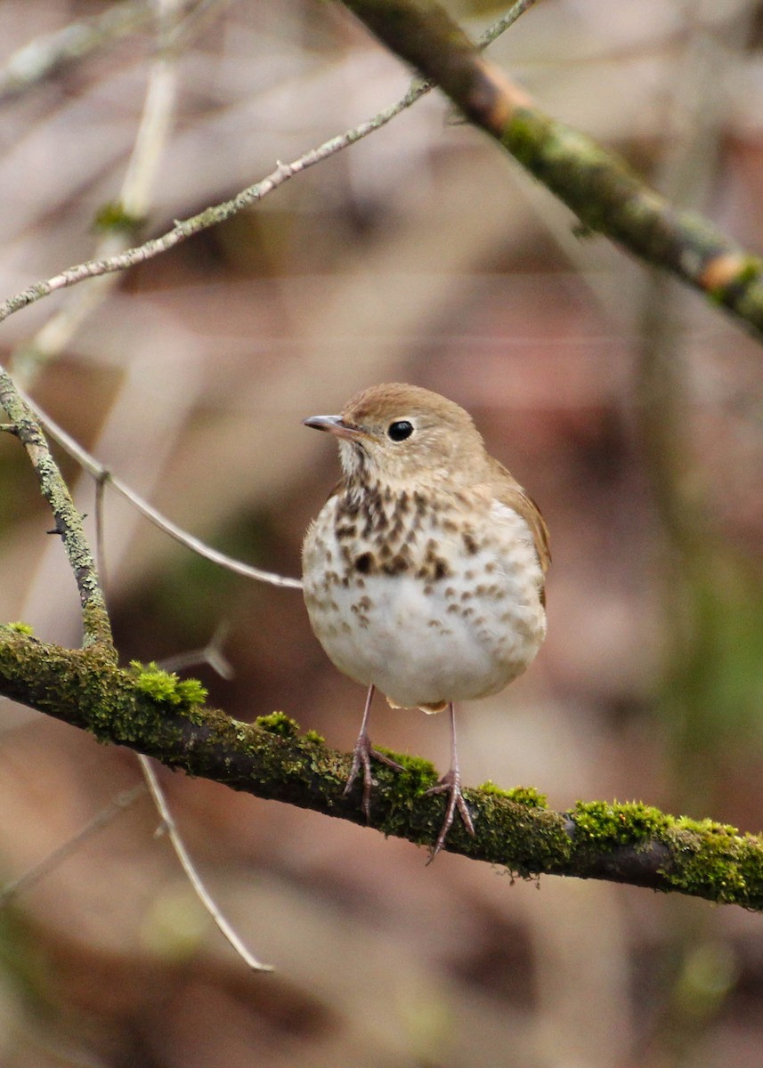 Hermit Thrush - Diane Labarre