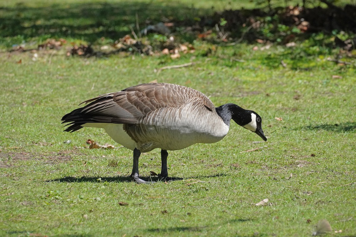 Canada Goose - ML618569308