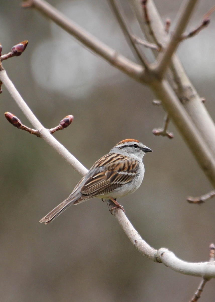 Chipping Sparrow - Diane Labarre