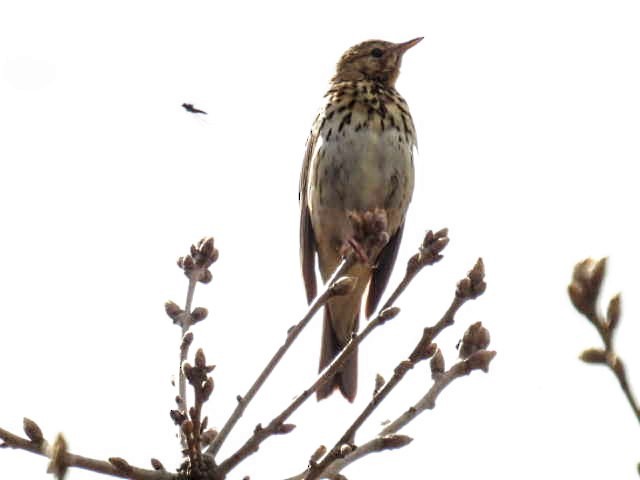 Tree Pipit - Manuel Hermosilla