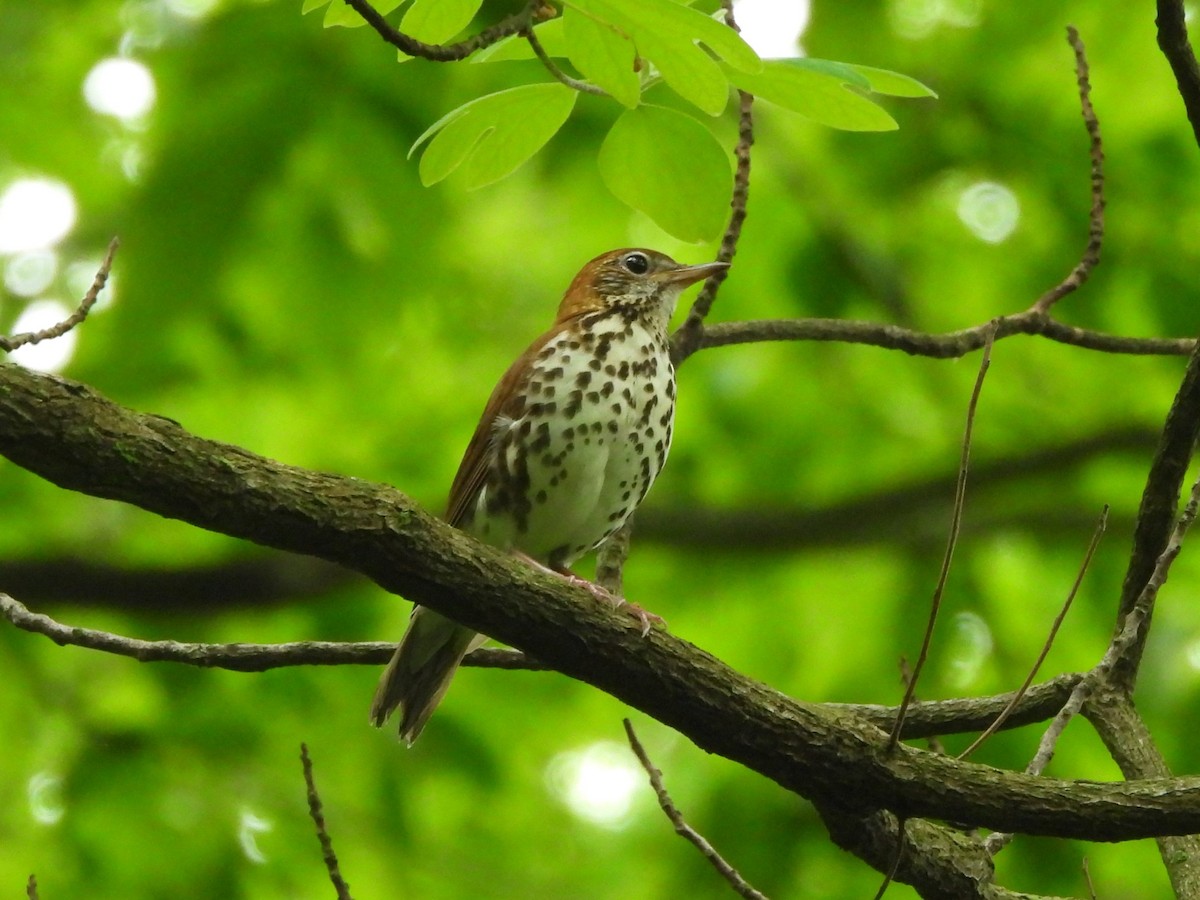 Wood Thrush - Tracee Fugate