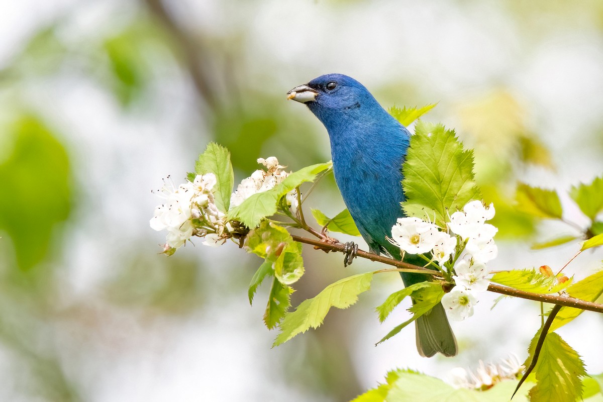Indigo Bunting - Sue Barth
