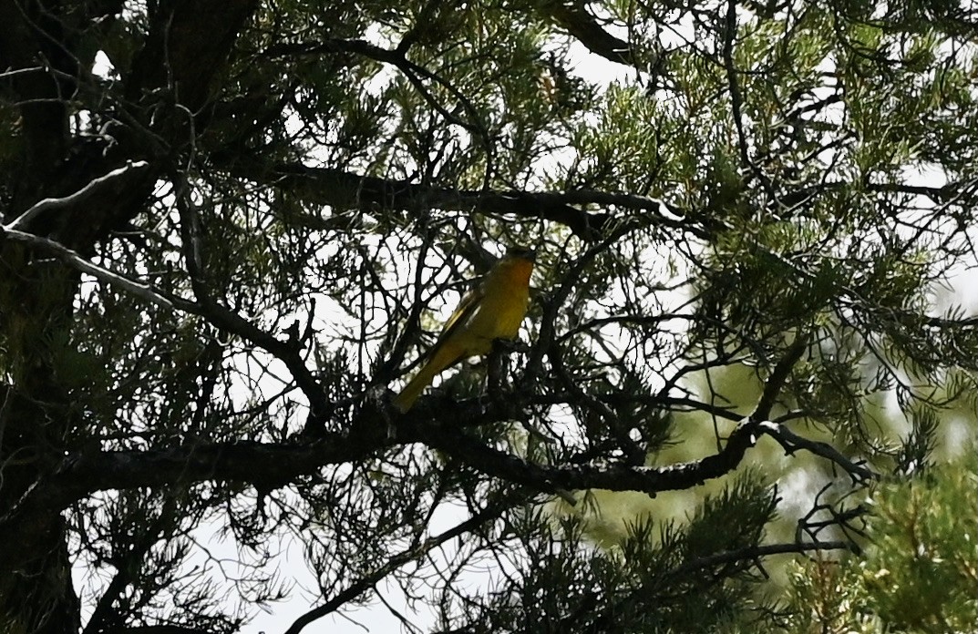 Hepatic Tanager - John Mark Simmons