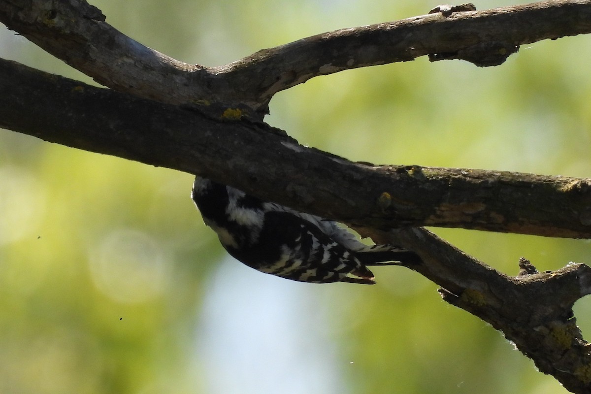 Lesser Spotted Woodpecker - Juan Manuel Pérez de Ana