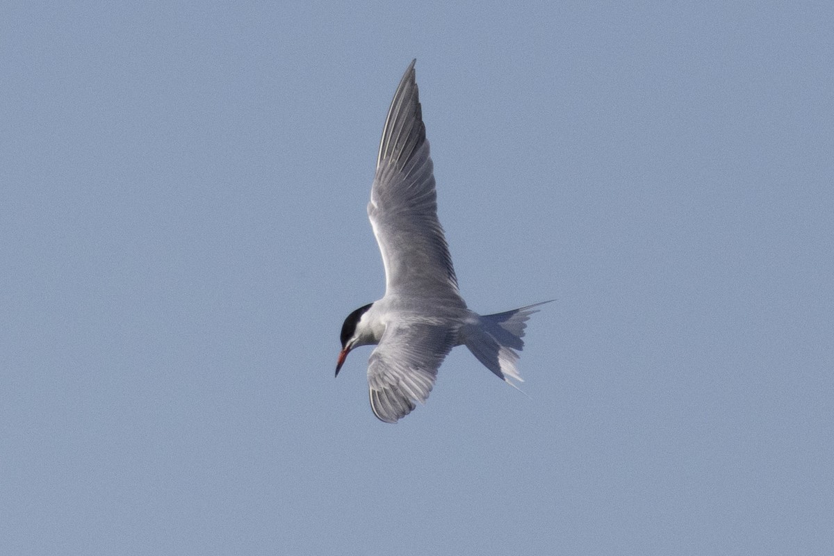 Common Tern - ML618569385