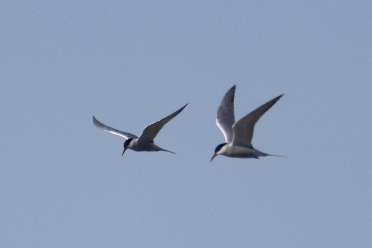 Common Tern - ML618569386