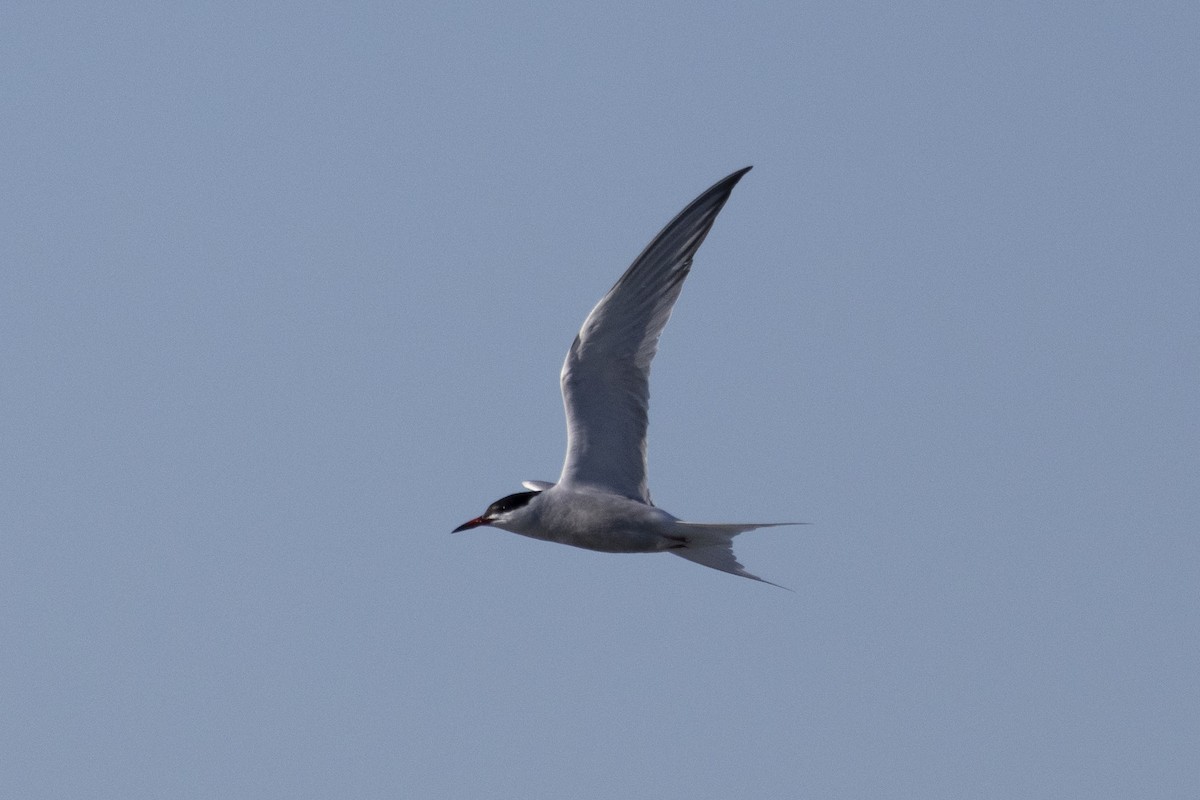 Common Tern - ML618569387