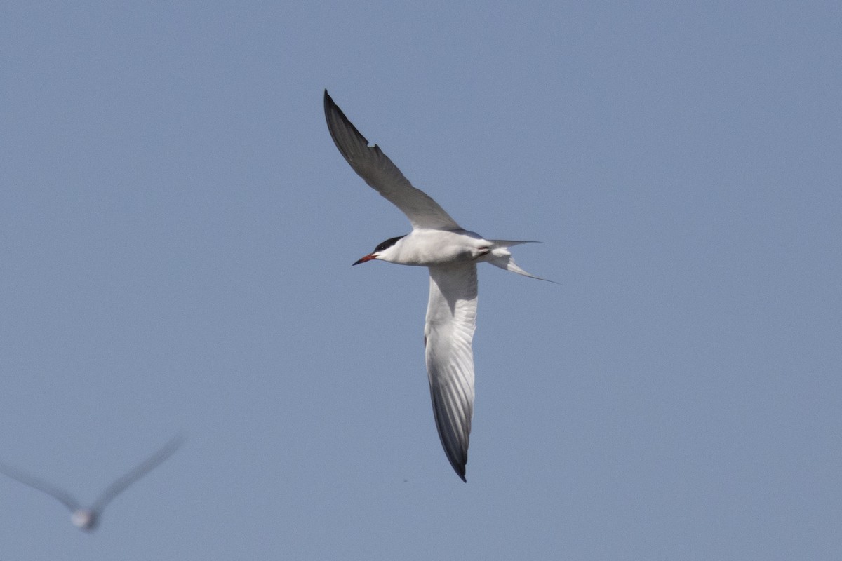 Common Tern - ML618569388