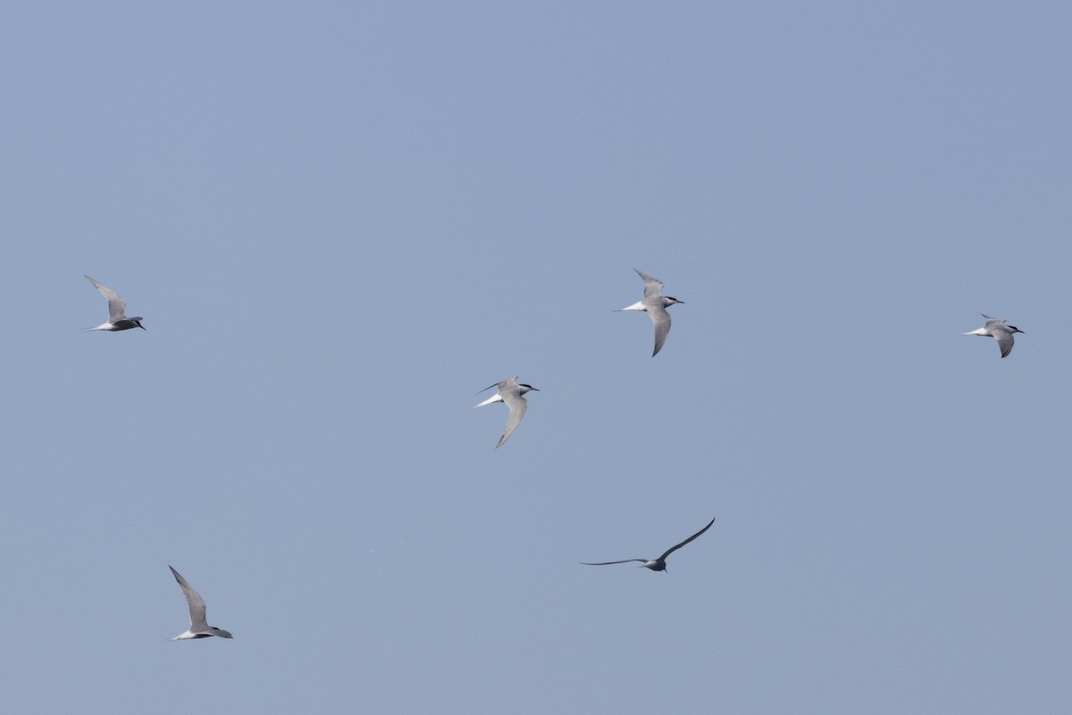 Common Tern - ML618569389