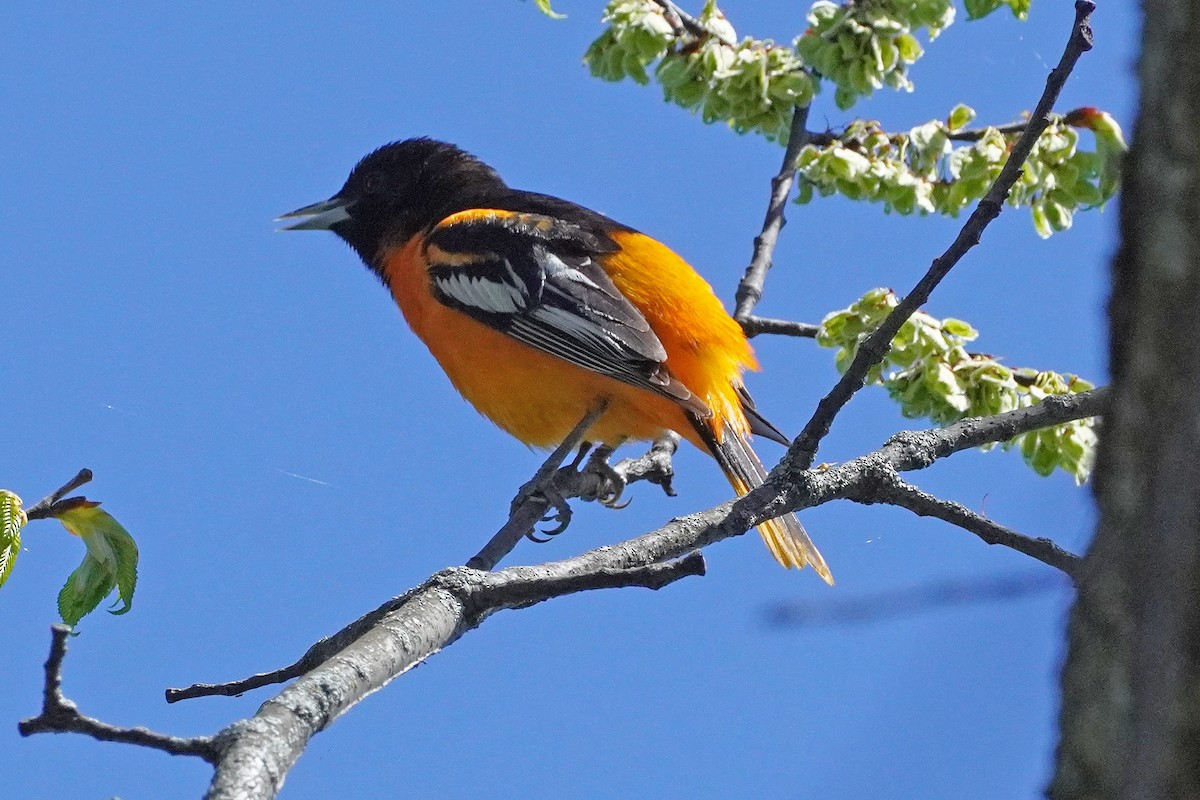 Baltimore Oriole - Keith Wickens