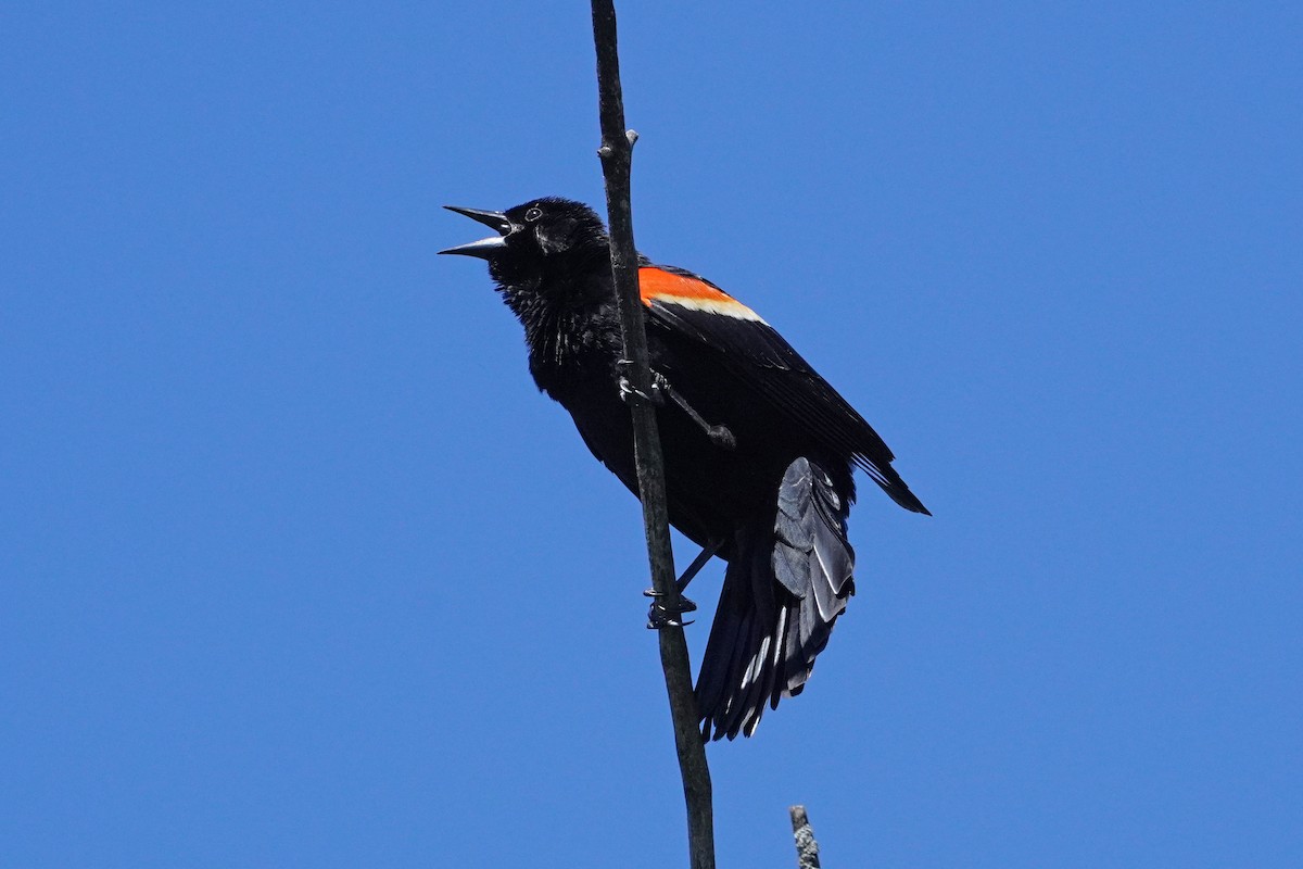 Red-winged Blackbird - Keith Wickens