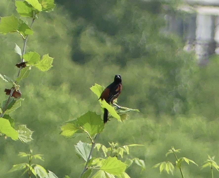 Orchard Oriole - Harriet Bell