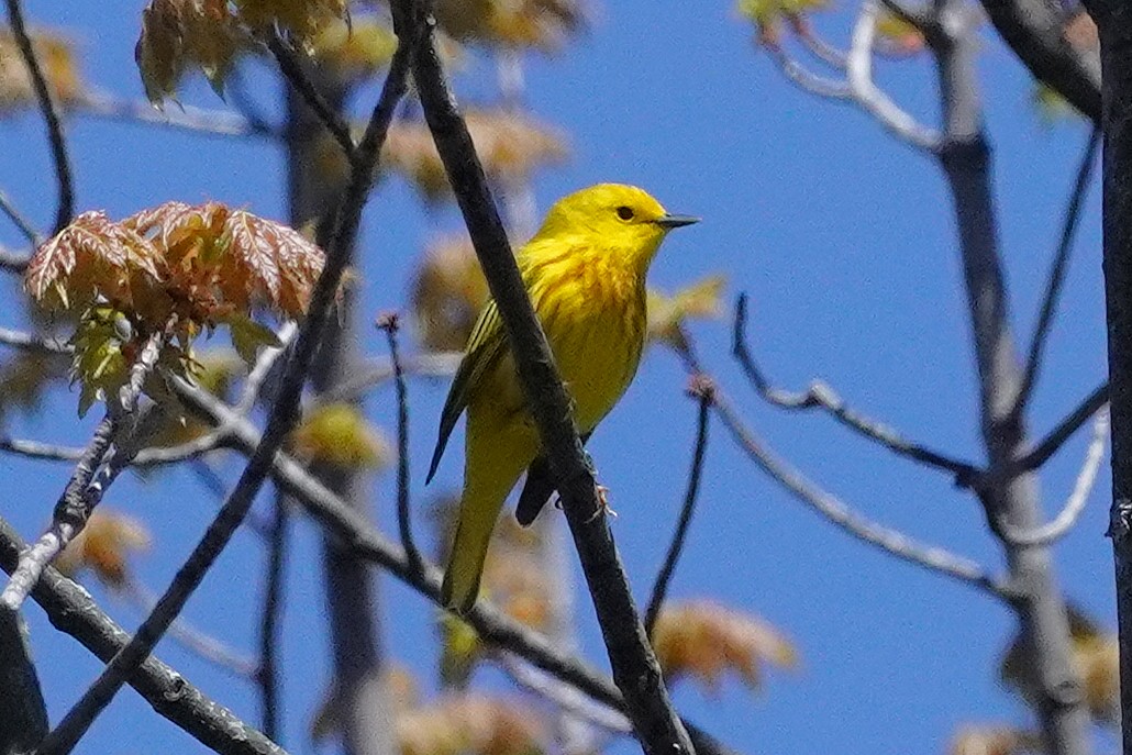 Yellow Warbler - Keith Wickens