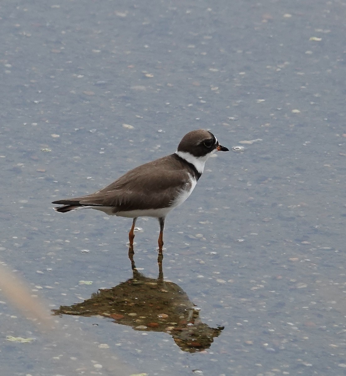 Semipalmated Plover - Gail Glasgow