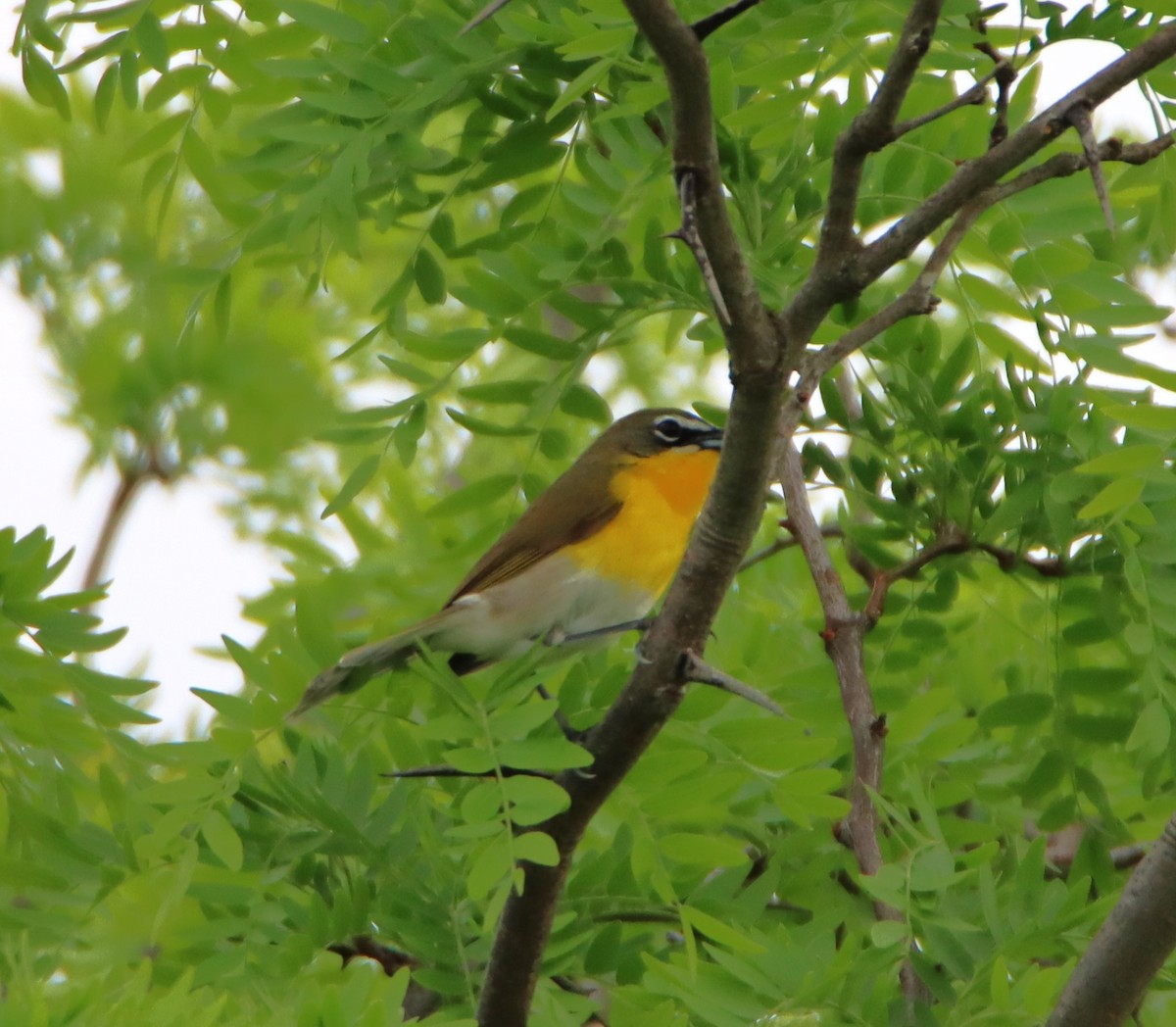 Yellow-breasted Chat - ML618569482