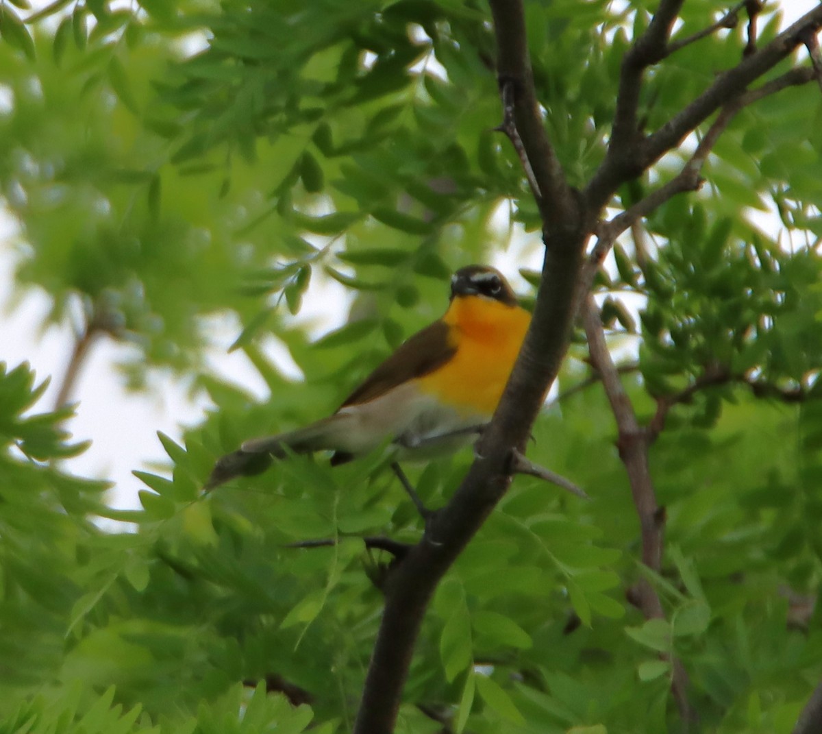 Yellow-breasted Chat - ML618569490