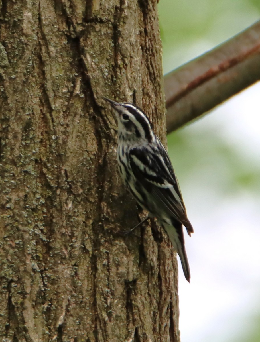 Black-and-white Warbler - ML618569513