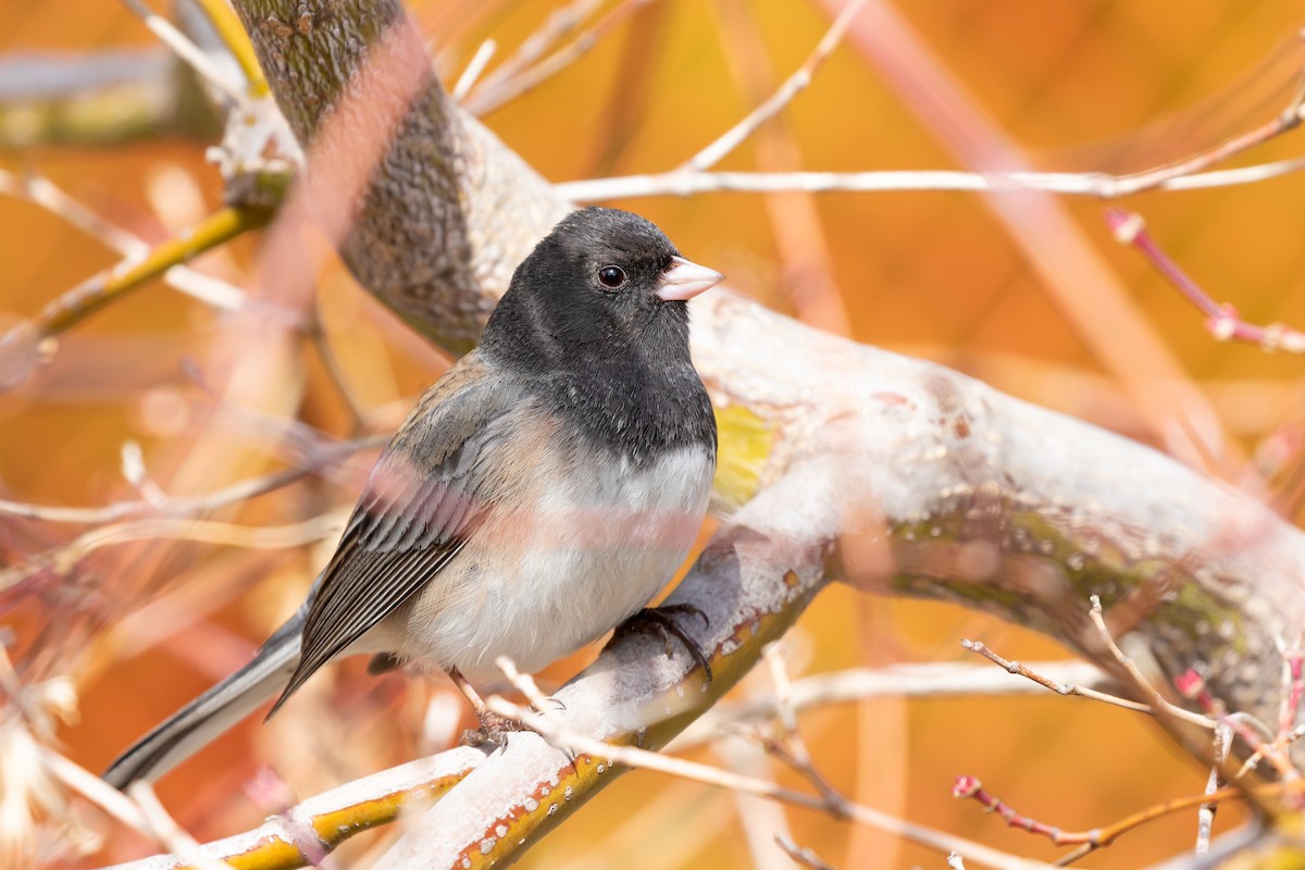 Dark-eyed Junco (Oregon) - Aaron Roberge