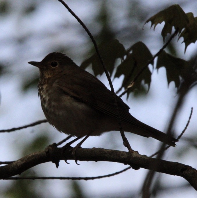 Swainson's Thrush - Edward M