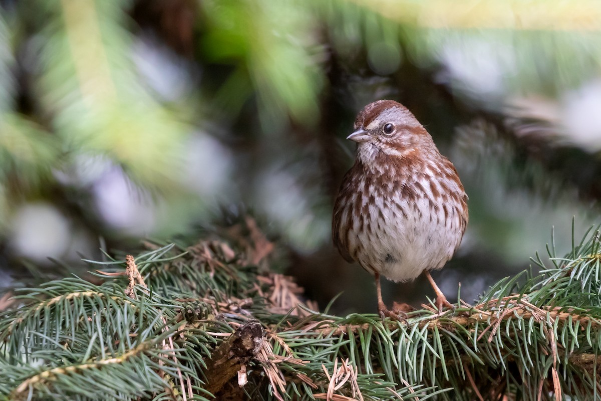 Song Sparrow - ML618569636