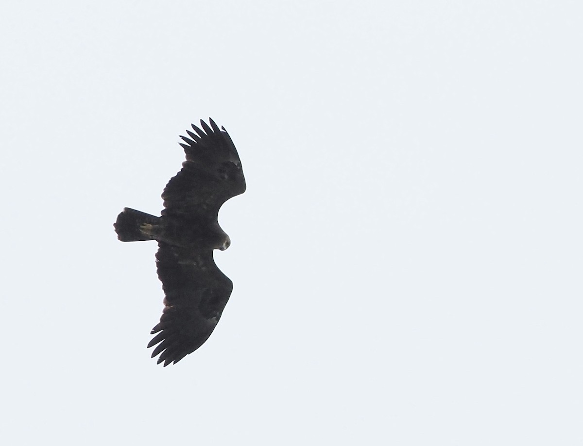 Greater Spotted Eagle - Asmus Schröter