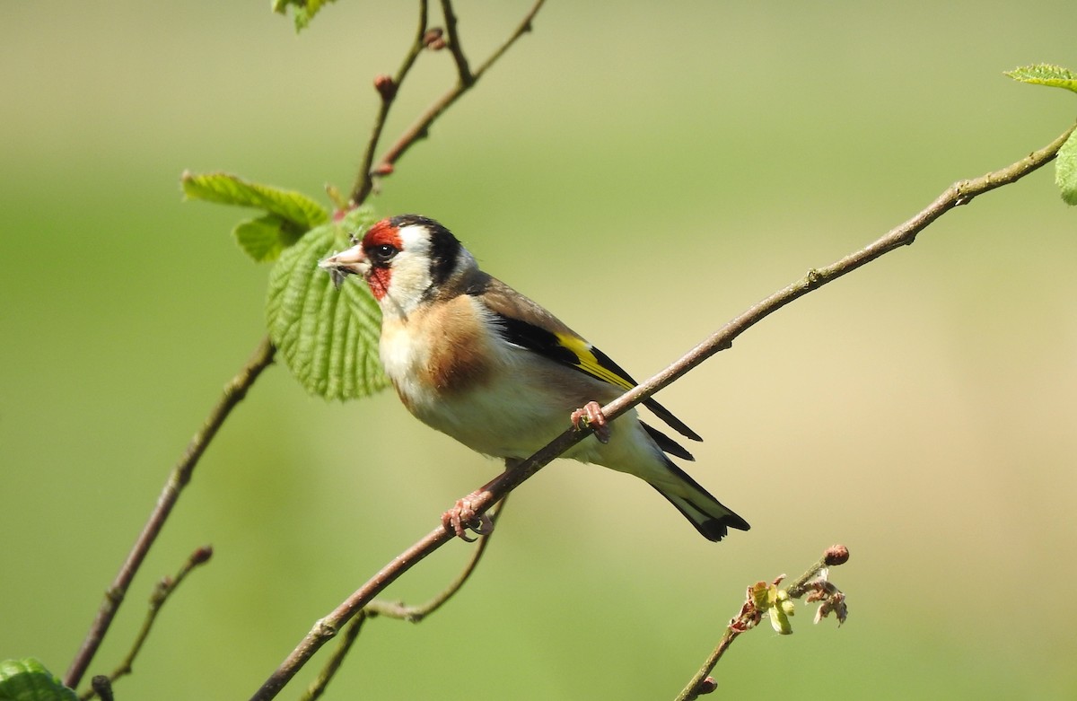 European Goldfinch - ML618569653