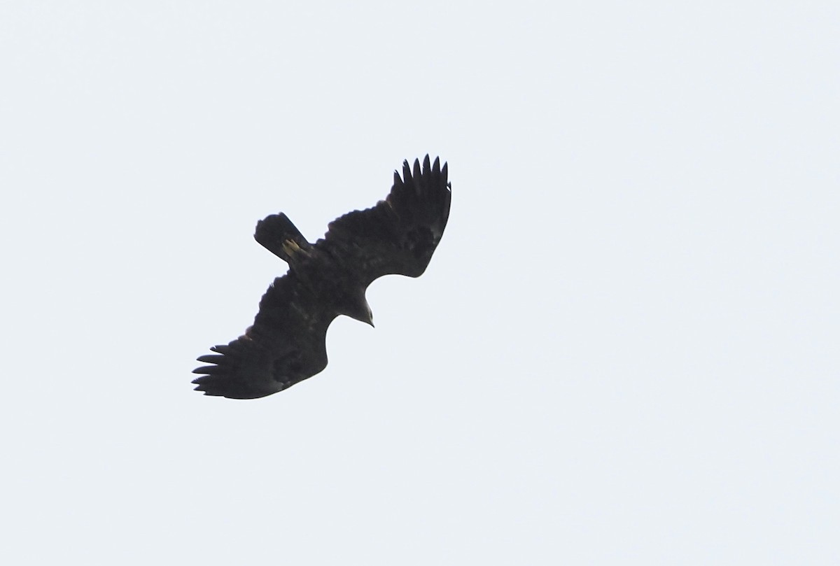 Greater Spotted Eagle - Asmus Schröter