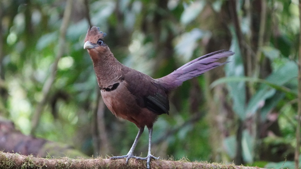 Rufous-vented Ground-Cuckoo - Fernando  Guerrero Chavarria