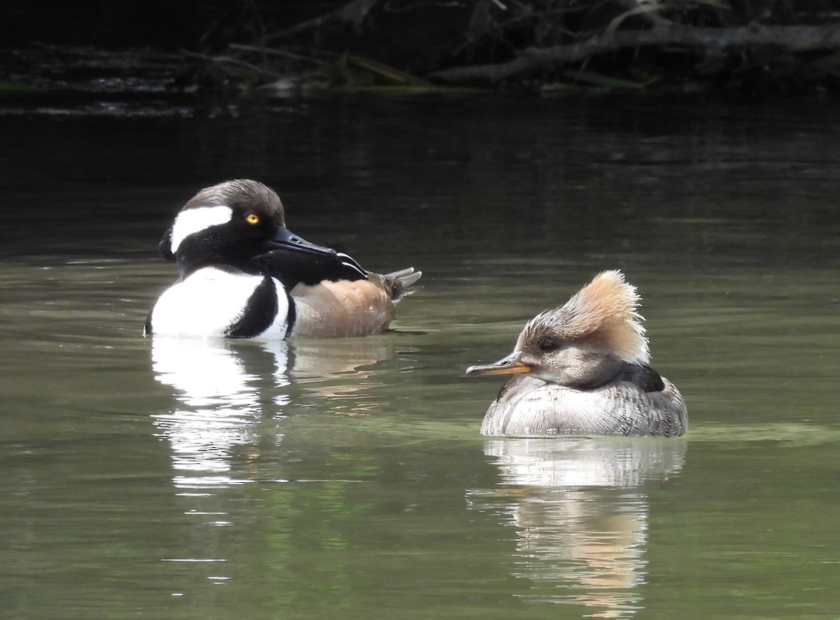 Hooded Merganser - ML618569677