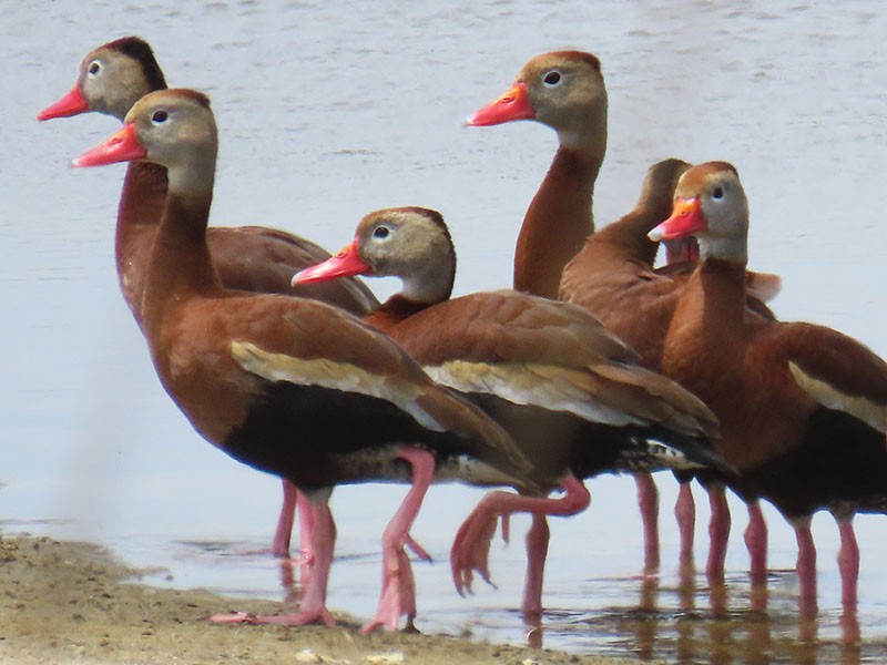 Black-bellied Whistling-Duck - Karen Lebing