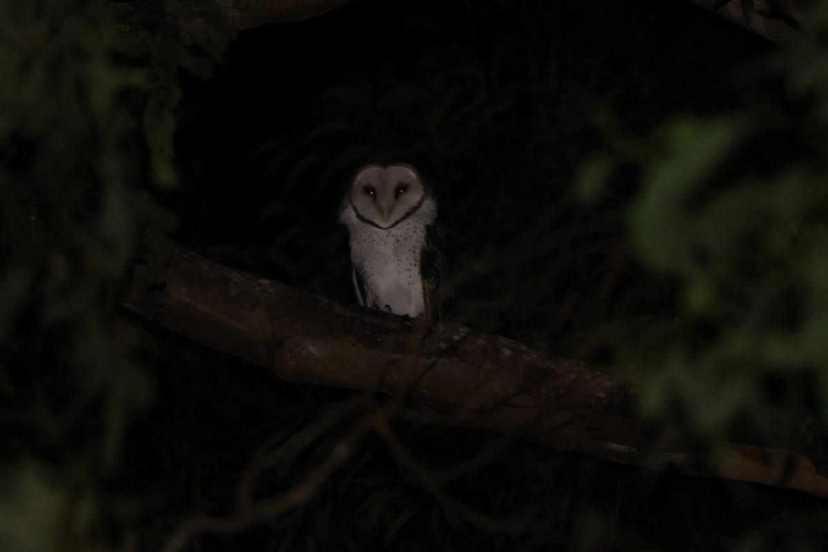Australian Masked-Owl - Rachel Brookes
