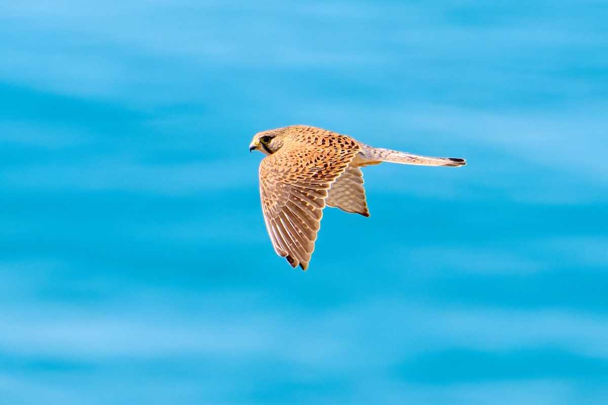 Eurasian Kestrel - Tomáš Grim