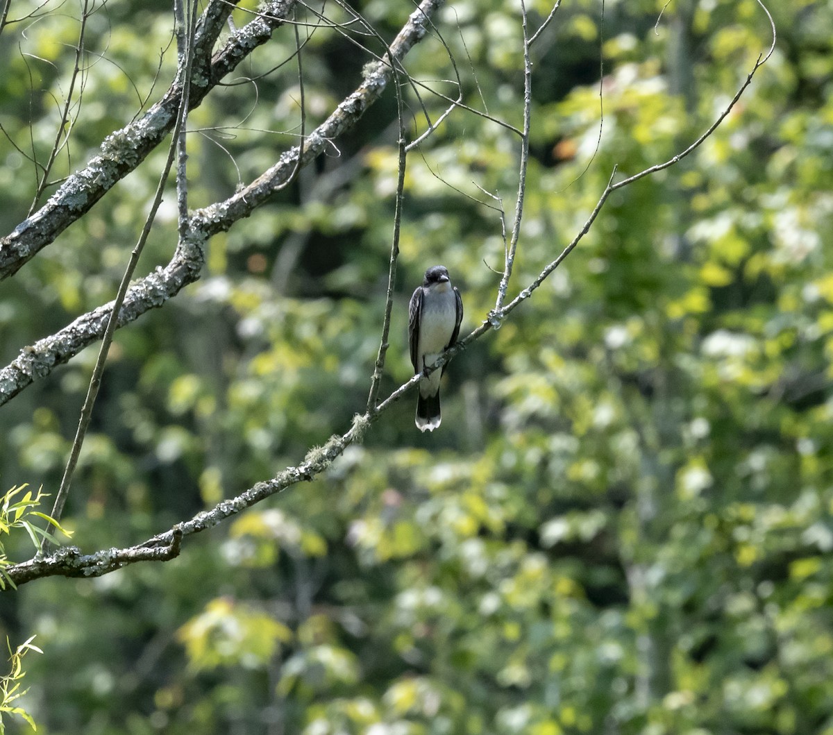 Eastern Kingbird - Sarah Draper