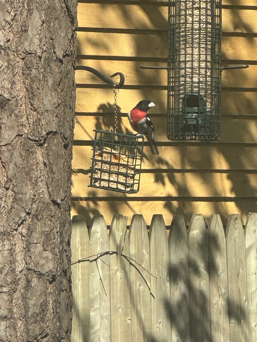 Rose-breasted Grosbeak - Jeromy Paquette