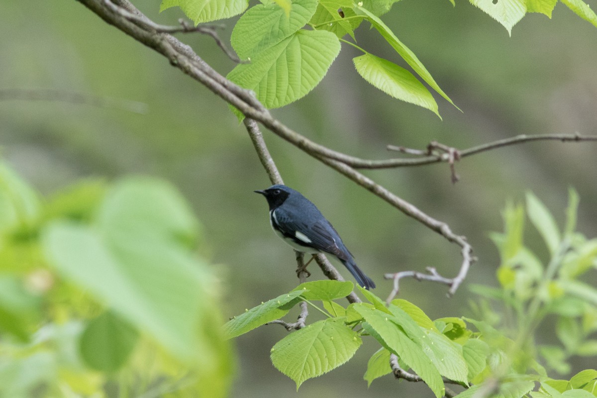 Black-throated Blue Warbler - Sam Stuart