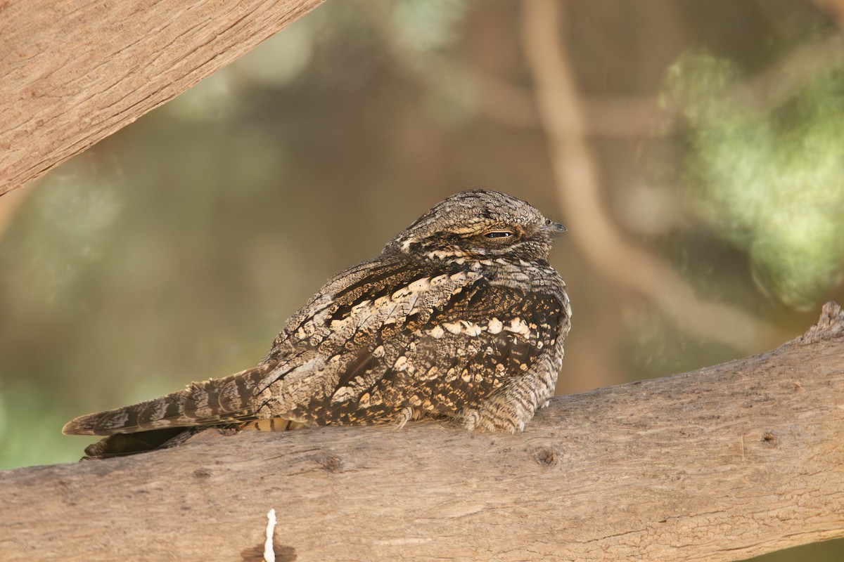 Eurasian Nightjar - ML618569796