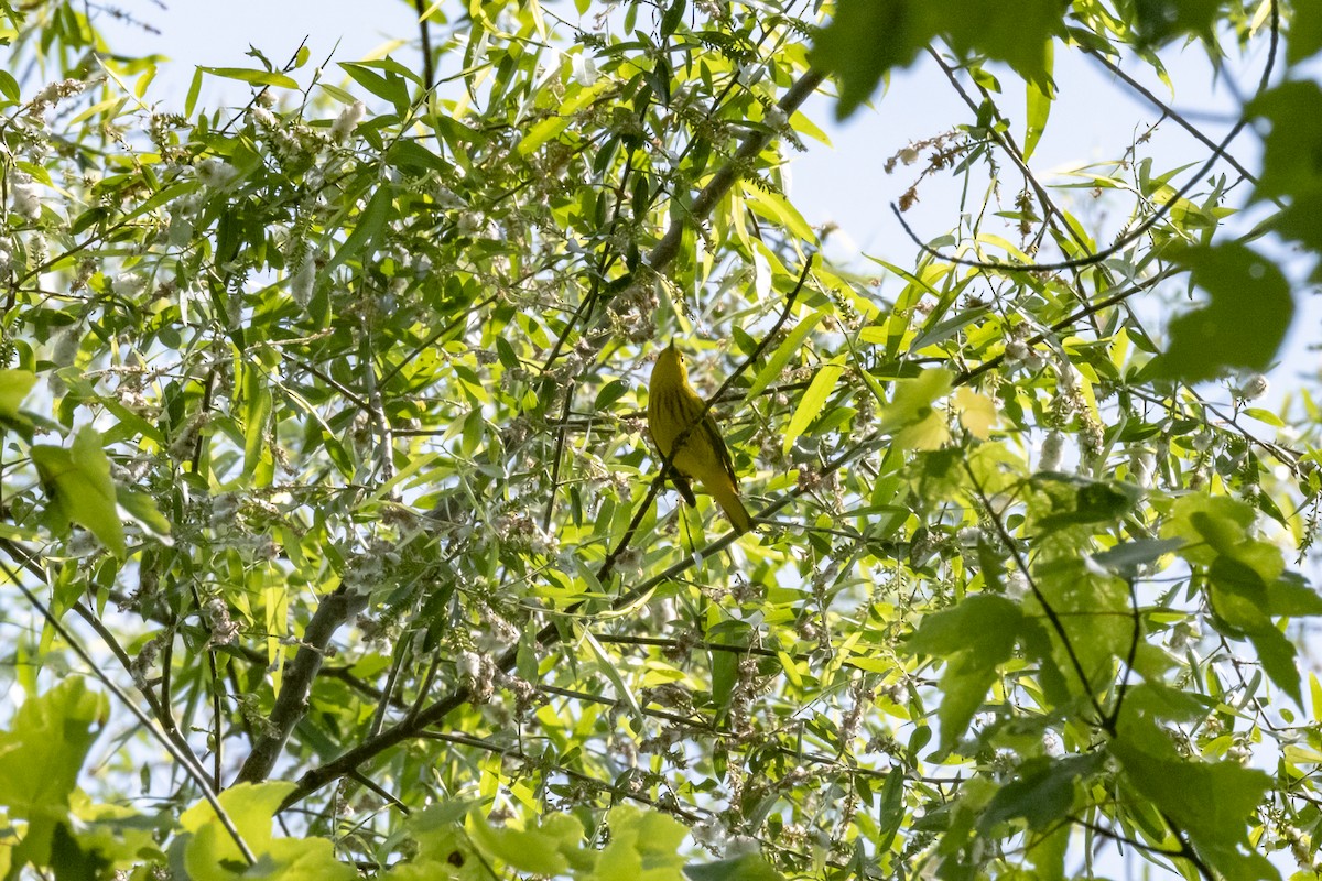 Yellow Warbler - ML618569802