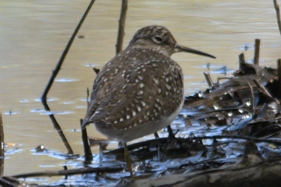 Spotted Sandpiper - ML618569879