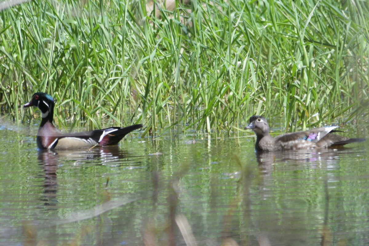 Wood Duck - ML618569890