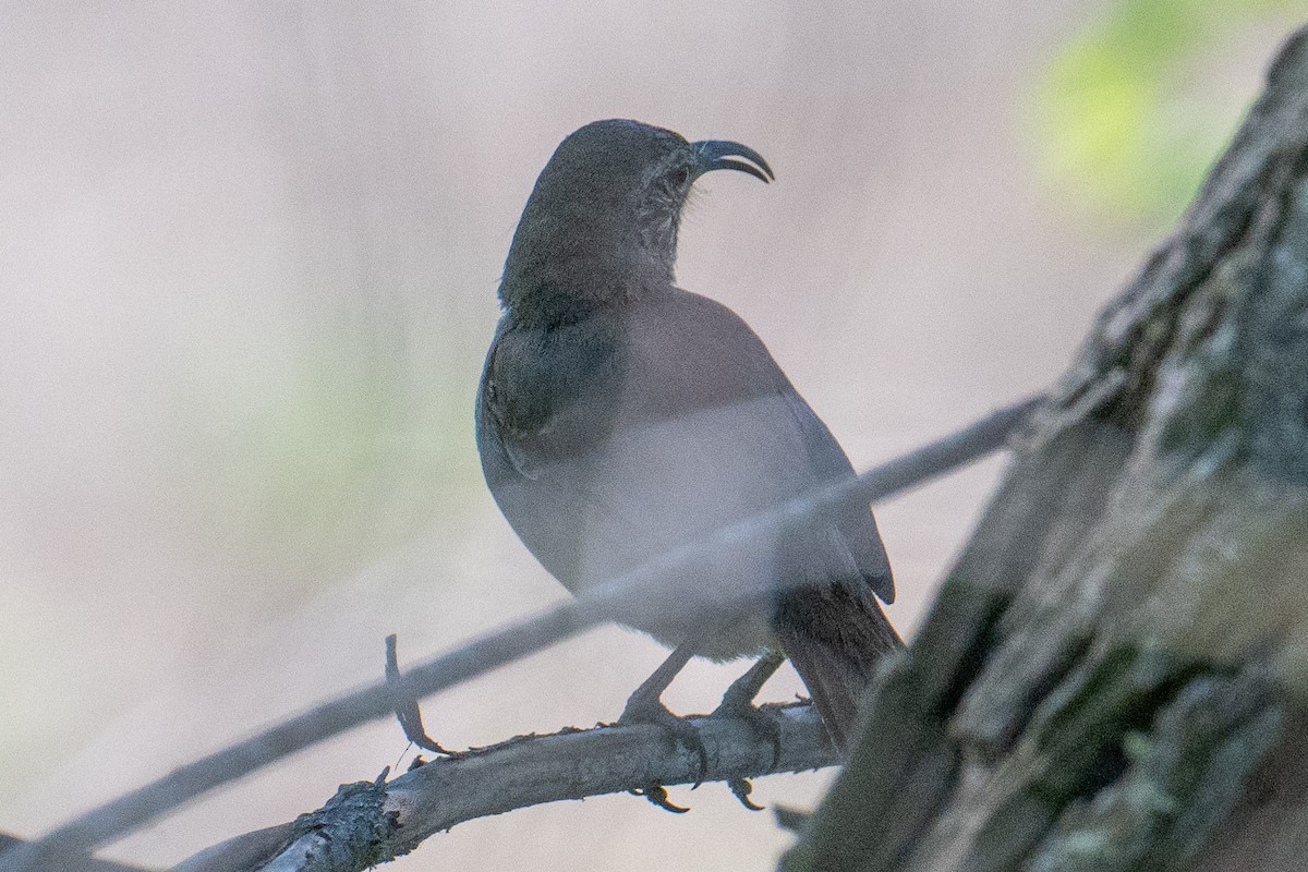 California Thrasher - ML618569892